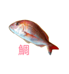 リアル魚スタンプ‼️第1弾‼️（個別スタンプ：1）