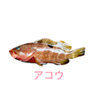 リアル魚スタンプ‼️第1弾‼️（個別スタンプ：2）