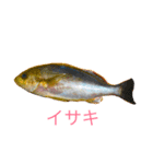 リアル魚スタンプ‼️第1弾‼️（個別スタンプ：3）
