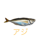 リアル魚スタンプ‼️第1弾‼️（個別スタンプ：5）