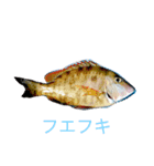 リアル魚スタンプ‼️第1弾‼️（個別スタンプ：6）