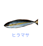 リアル魚スタンプ‼️第1弾‼️（個別スタンプ：7）