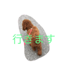 トイプードルによる挨拶（個別スタンプ：3）