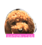 トイプードルによる挨拶（個別スタンプ：4）