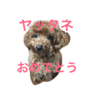 トイプードルによる挨拶（個別スタンプ：7）