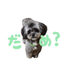 もこぞー！（個別スタンプ：13）