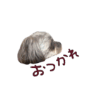 もこぞー！（個別スタンプ：16）