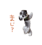 もこぞー！（個別スタンプ：21）