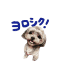 もこぞー！（個別スタンプ：40）