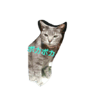 neco no omoi（個別スタンプ：7）