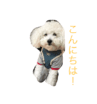 ホワイトトイプーくう（個別スタンプ：1）