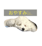 ホワイトトイプーくう（個別スタンプ：2）