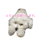 ホワイトトイプーくう（個別スタンプ：3）