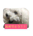 ホワイトトイプーくう（個別スタンプ：4）