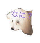 ホワイトトイプーくう（個別スタンプ：8）