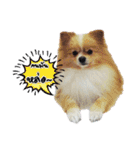 Pao-and-aura（個別スタンプ：2）