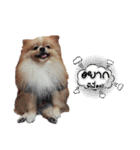 Pao-and-aura（個別スタンプ：14）
