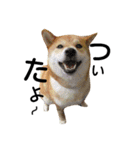 私はあなたの犬です（個別スタンプ：1）