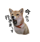 私はあなたの犬です（個別スタンプ：2）