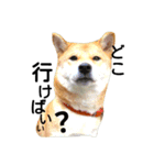 私はあなたの犬です（個別スタンプ：3）