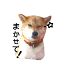 私はあなたの犬です（個別スタンプ：4）