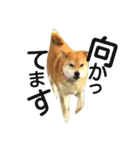 私はあなたの犬です（個別スタンプ：5）