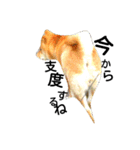 私はあなたの犬です（個別スタンプ：7）