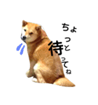 私はあなたの犬です（個別スタンプ：8）