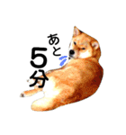 私はあなたの犬です（個別スタンプ：9）