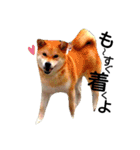 私はあなたの犬です（個別スタンプ：10）