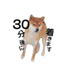 私はあなたの犬です（個別スタンプ：11）