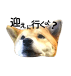 私はあなたの犬です（個別スタンプ：12）