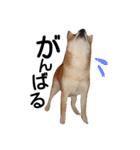 私はあなたの犬です（個別スタンプ：13）