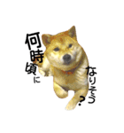 私はあなたの犬です（個別スタンプ：14）