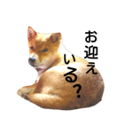 私はあなたの犬です（個別スタンプ：15）