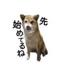 私はあなたの犬です（個別スタンプ：16）