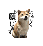 私はあなたの犬です（個別スタンプ：17）