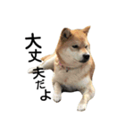 私はあなたの犬です（個別スタンプ：18）