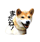 私はあなたの犬です（個別スタンプ：19）