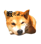 私はあなたの犬です（個別スタンプ：20）