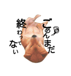 私はあなたの犬です（個別スタンプ：21）