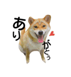 私はあなたの犬です（個別スタンプ：23）