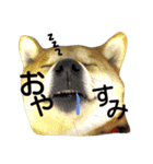 私はあなたの犬です（個別スタンプ：24）
