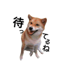 私はあなたの犬です（個別スタンプ：25）