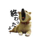 私はあなたの犬です（個別スタンプ：26）