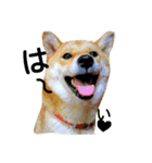 私はあなたの犬です（個別スタンプ：28）