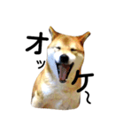 私はあなたの犬です（個別スタンプ：30）