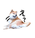 私はあなたの犬です（個別スタンプ：32）