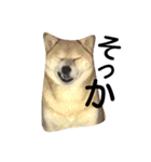 私はあなたの犬です（個別スタンプ：34）