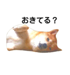 私はあなたの犬です（個別スタンプ：35）